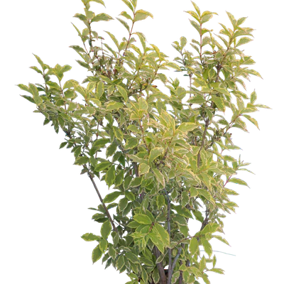 bushes m 018 — Скачать