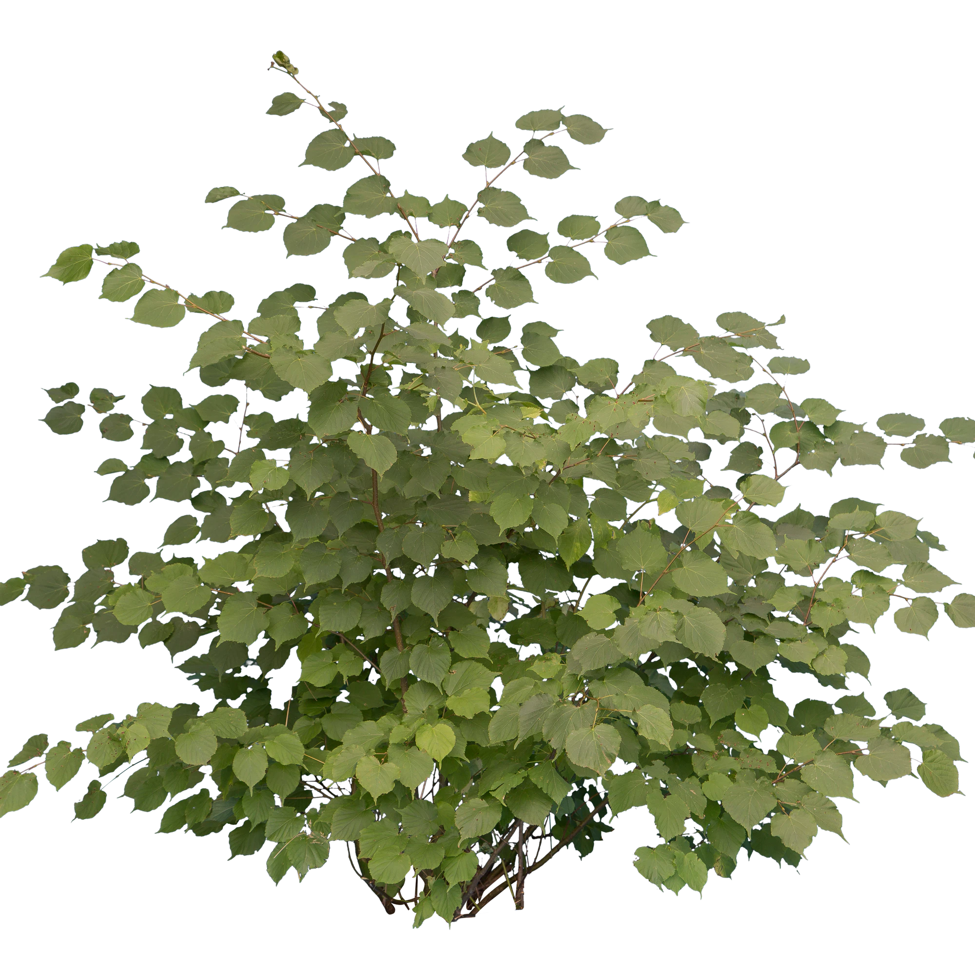 bushes m 019 — Descargar