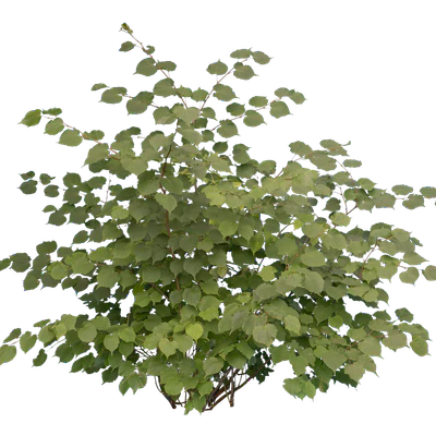 bushes m 019 — Descargar