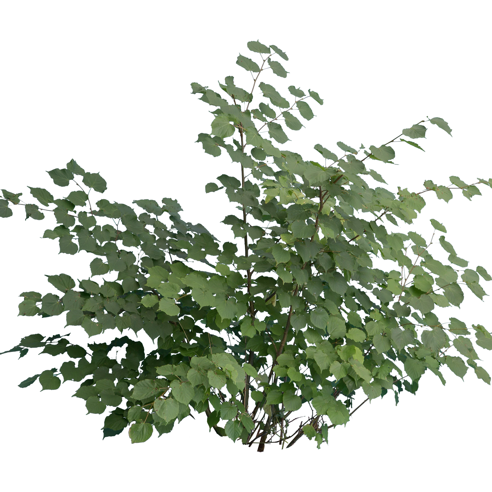 bushes m 020 — Descargar