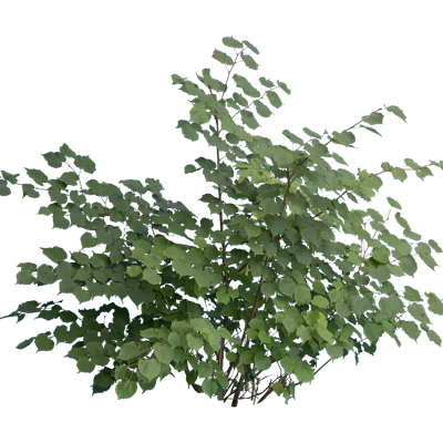 bushes m 020 — Descargar