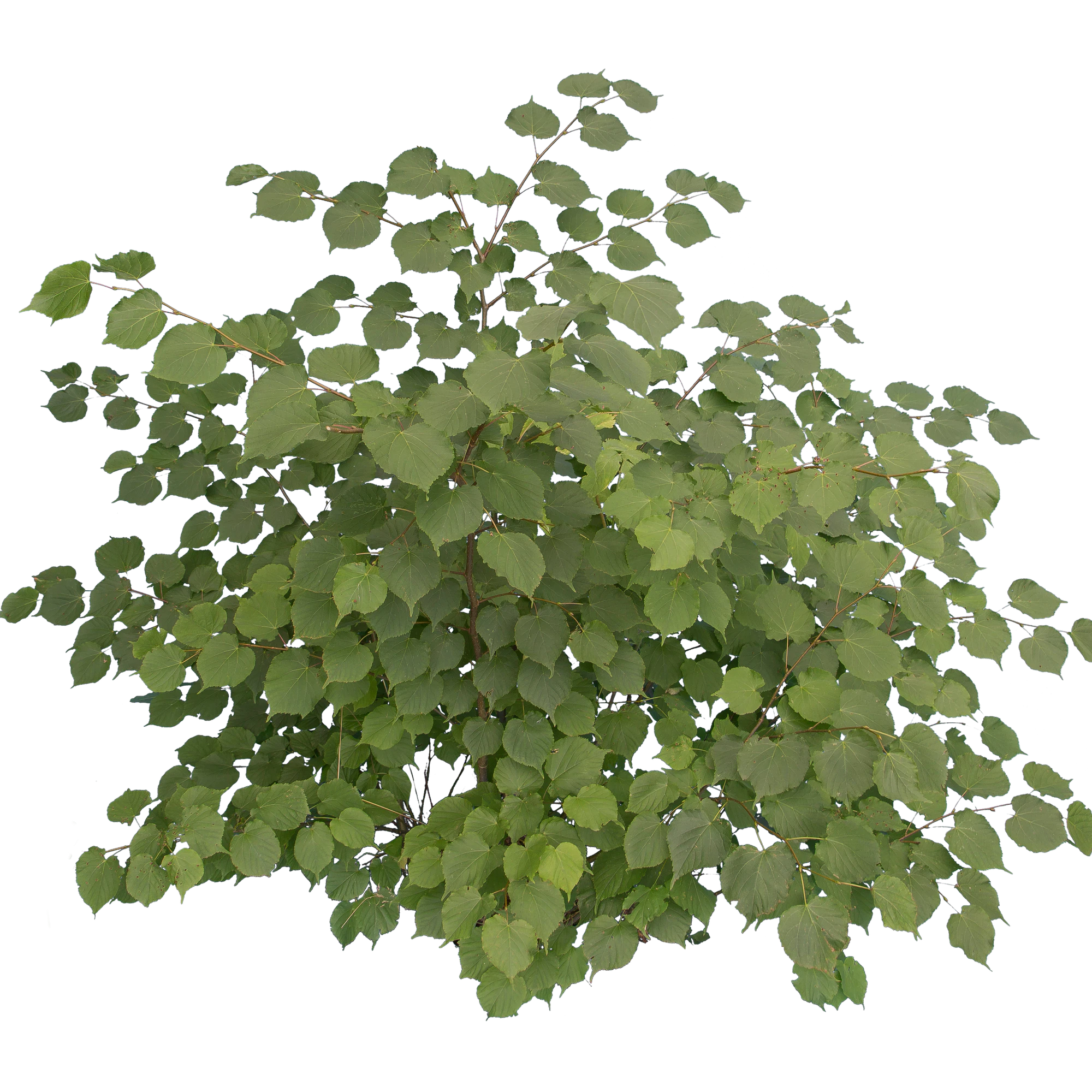 bushes m 021 — Скачать