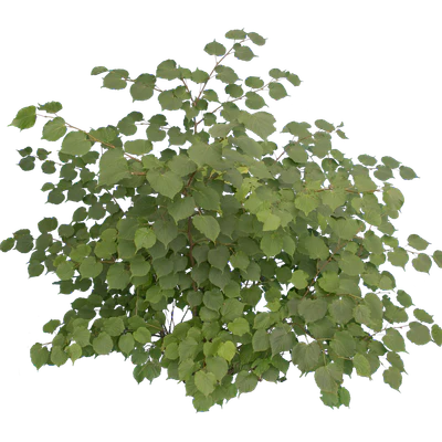 bushes m 021 — Скачать