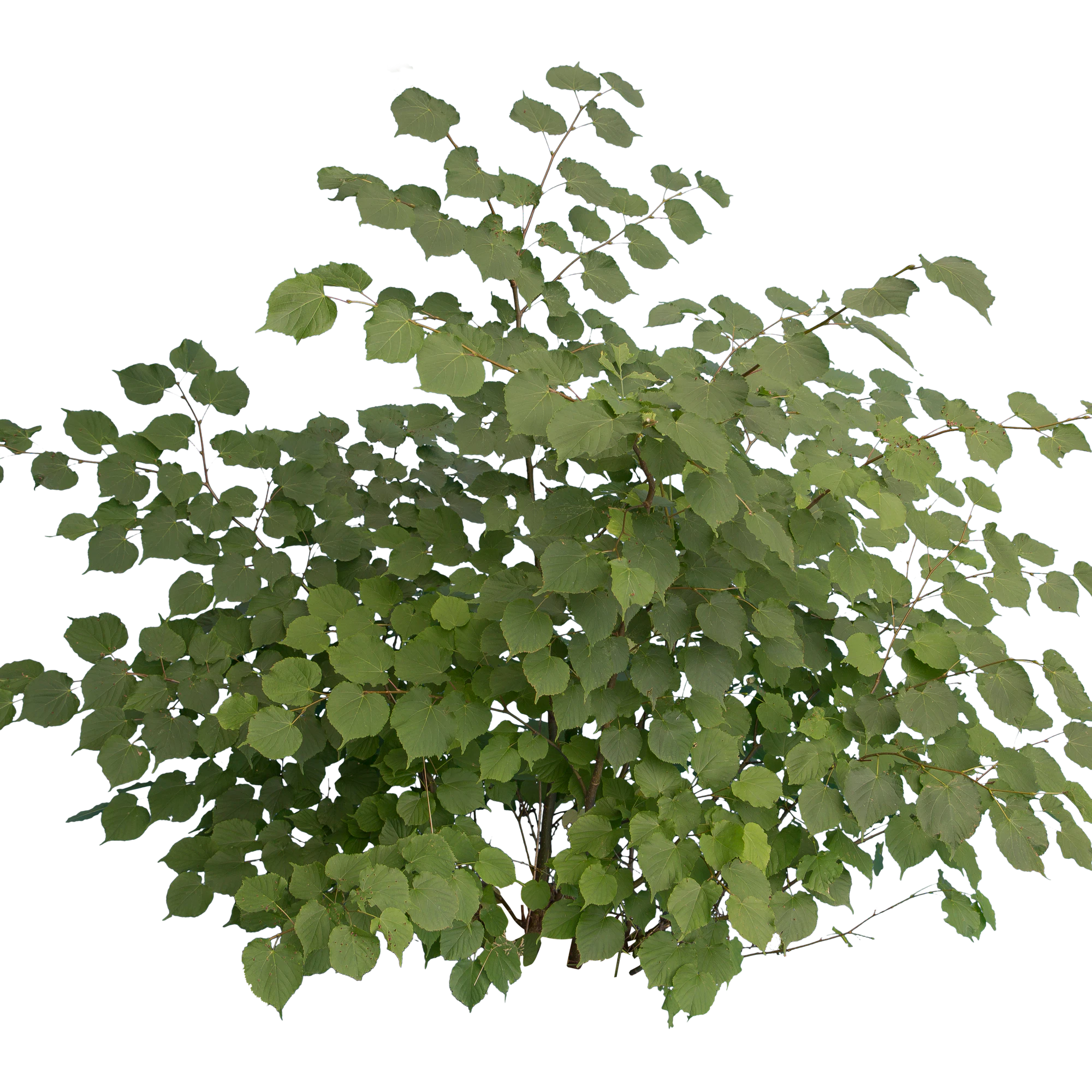 bushes m 022 — Descargar