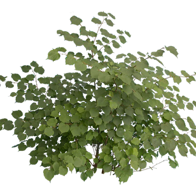 bushes m 022 — Descargar
