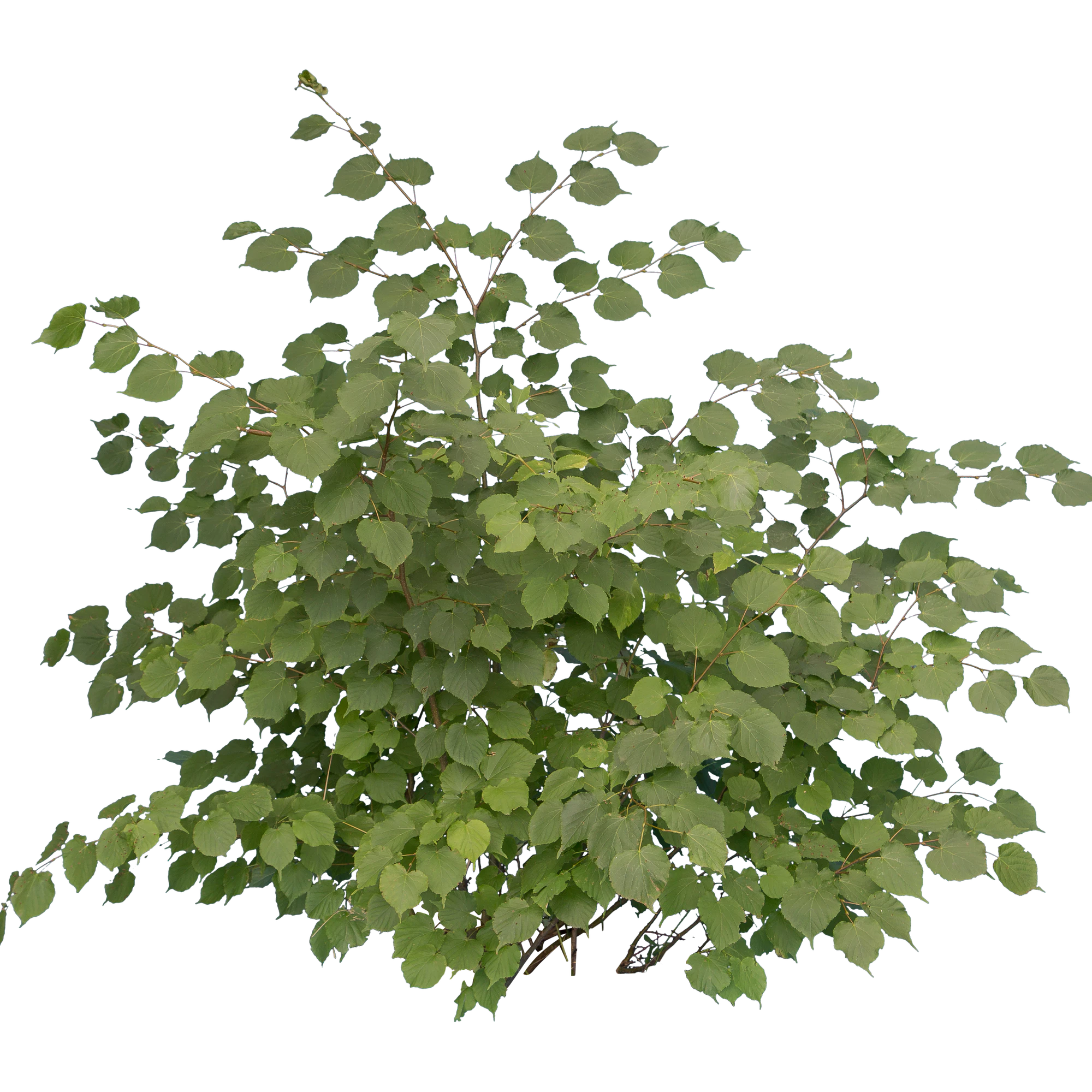 bushes m 023 — Descargar