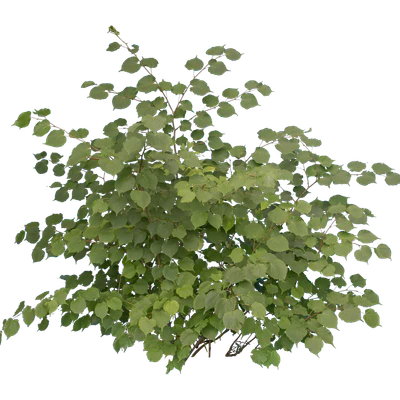 bushes m 023 — Descargar