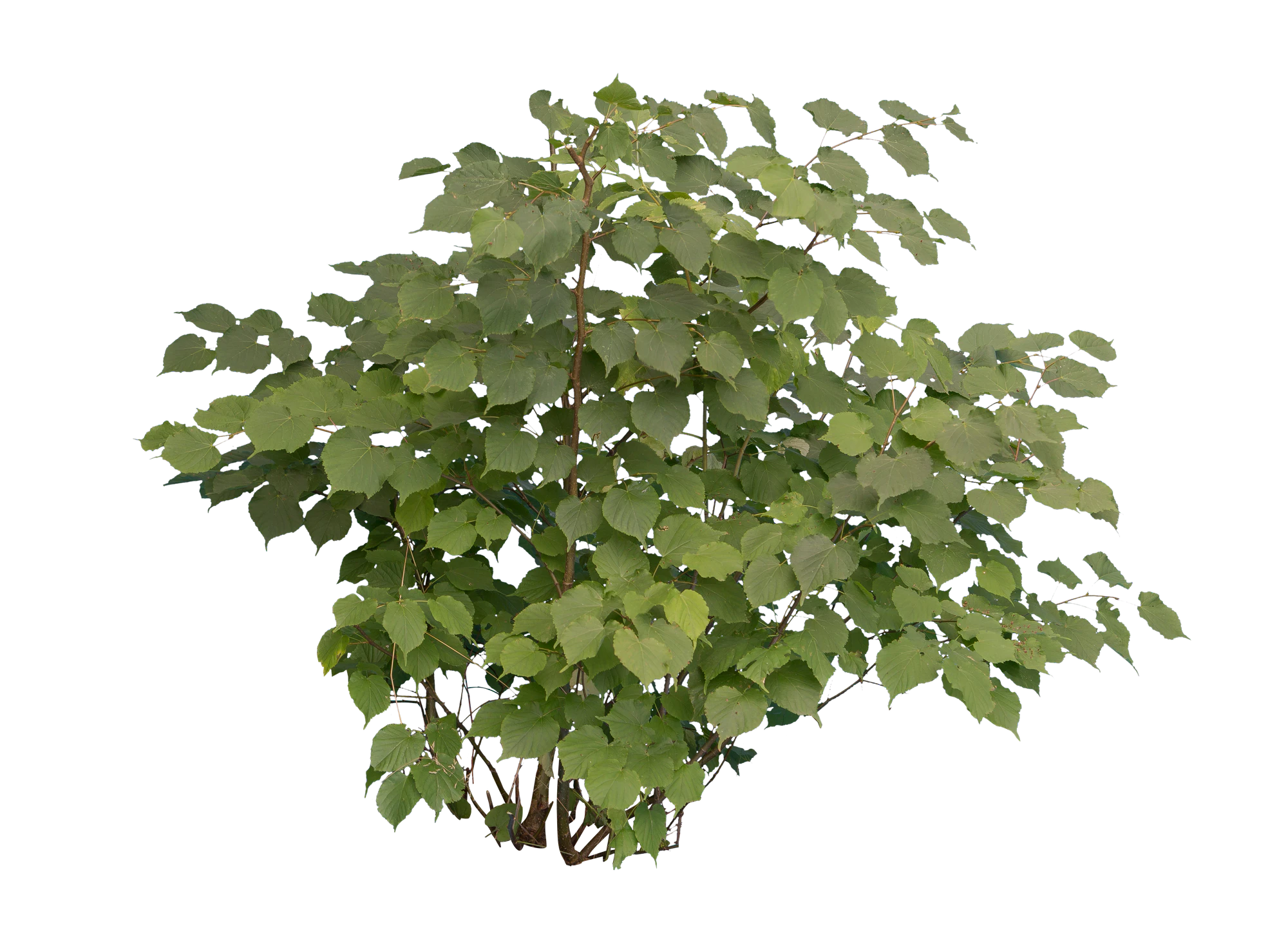bushes m 024 — Скачать