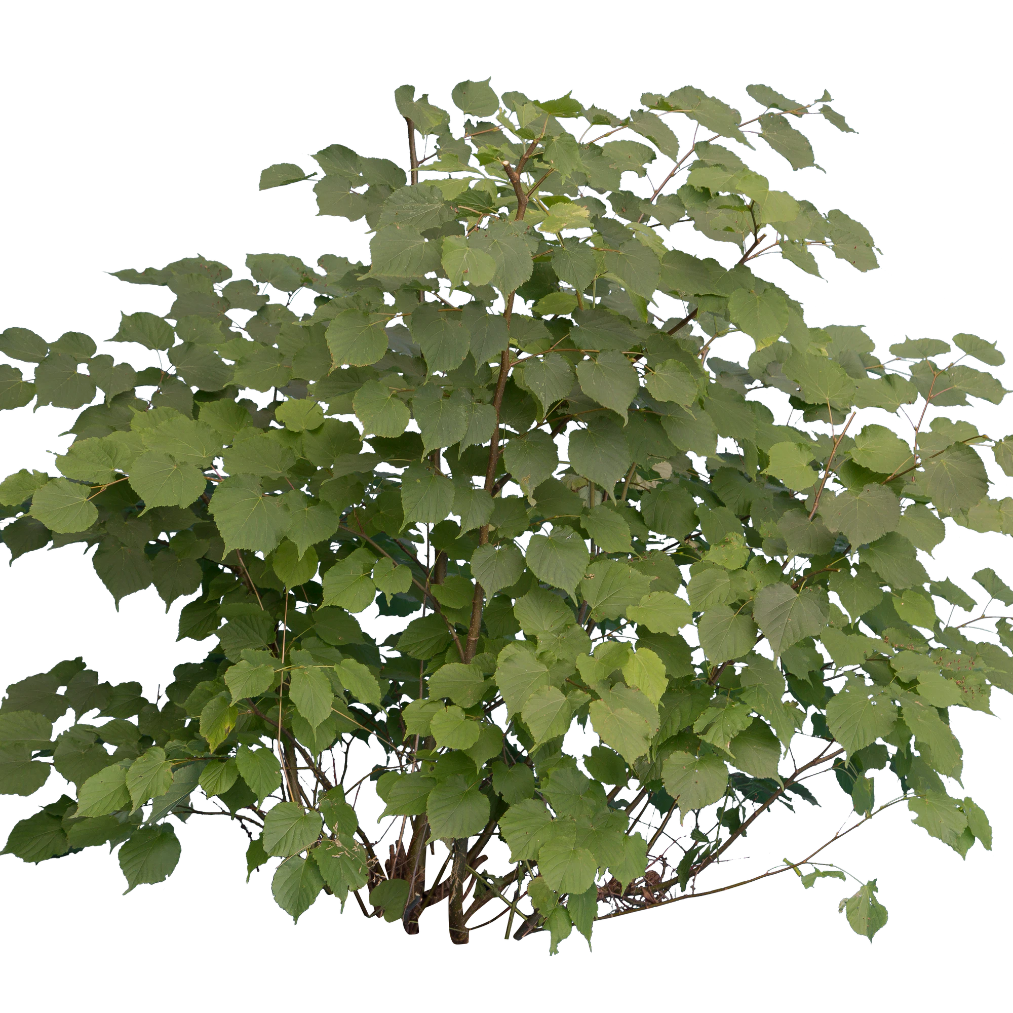 bushes m 025 — Descargar