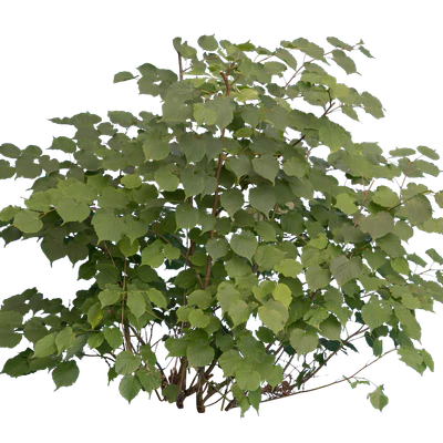 bushes m 025 — Descargar