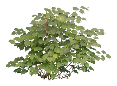 bushes m 026 — Descargar