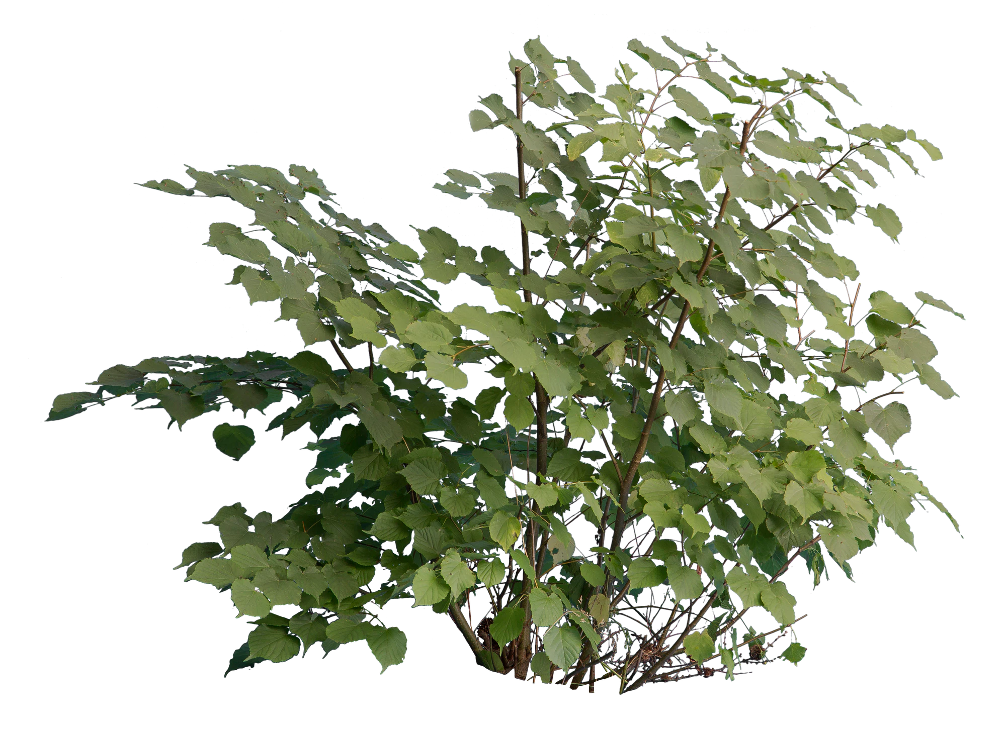 bushes m 027 — Descargar