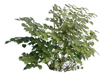 bushes m 027 — Descargar