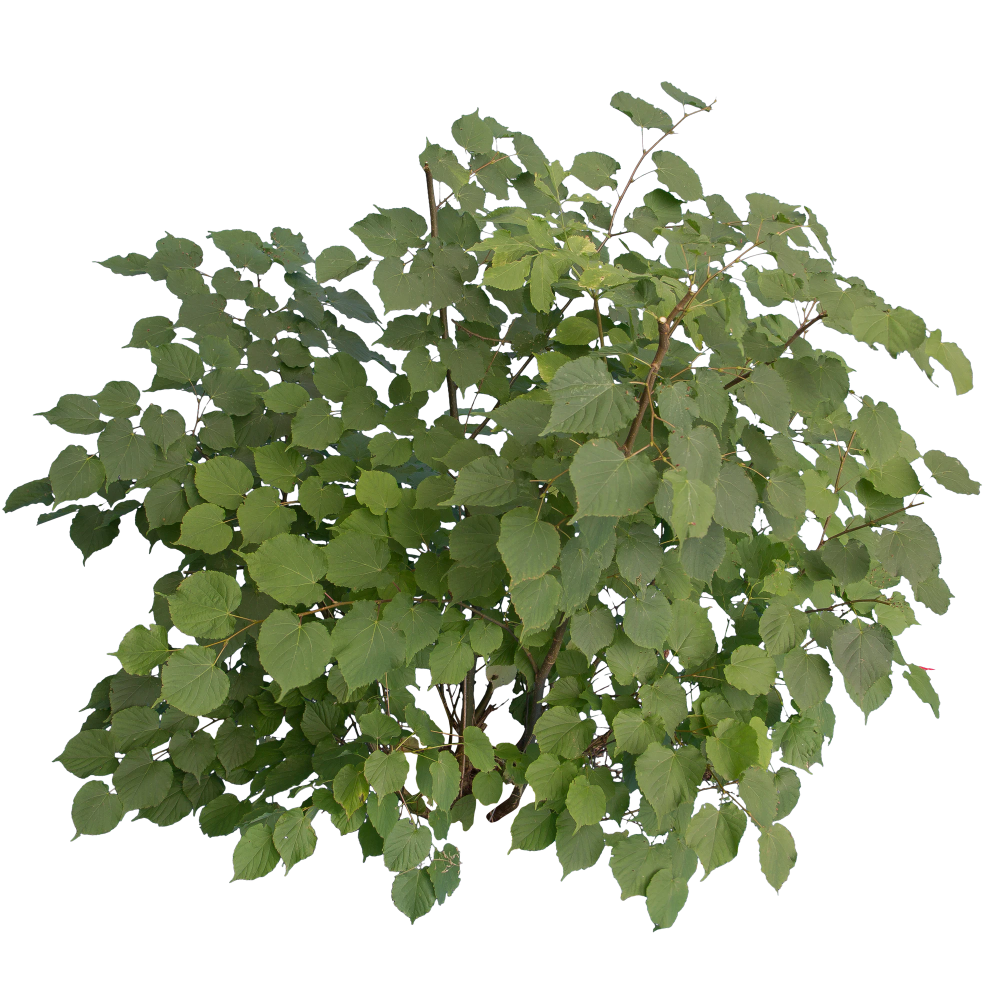 bushes m 028 — Descargar