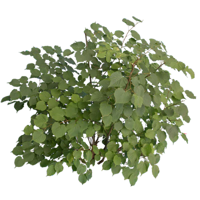 bushes m 028 — Descargar