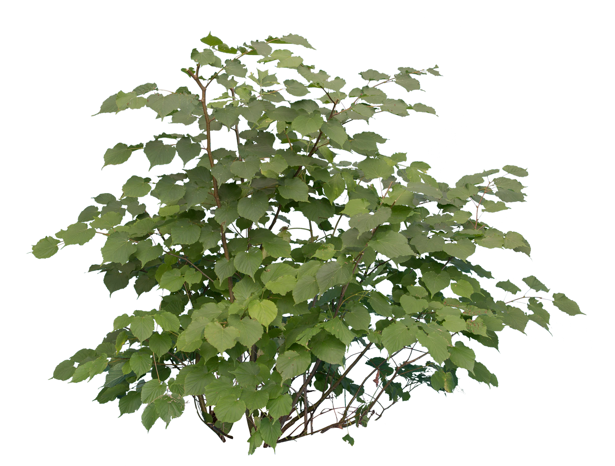 bushes m 029 — Скачать