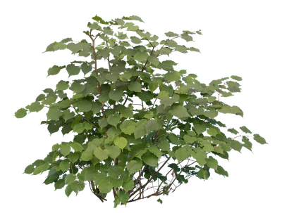 bushes m 029 — Скачать