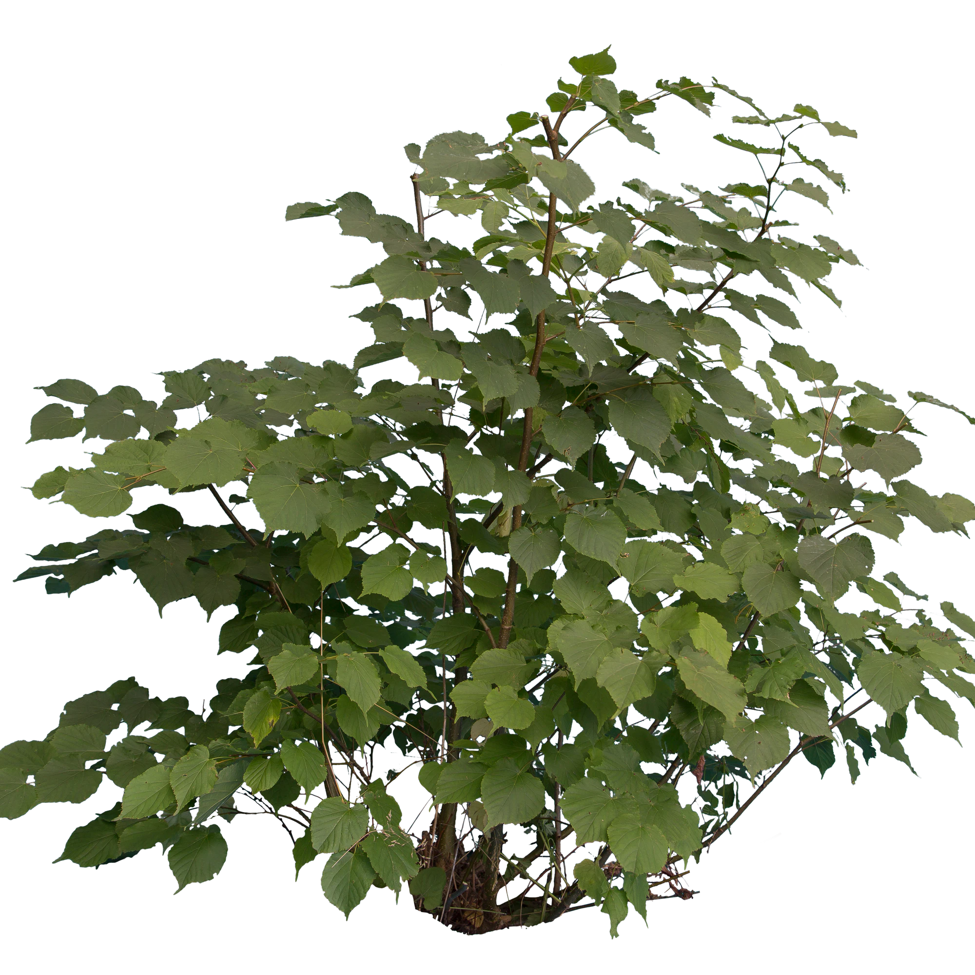 bushes m 030 — Скачать