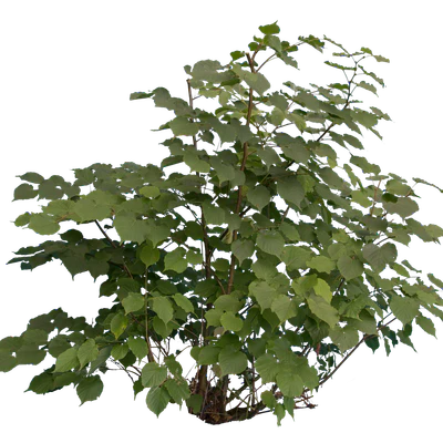 bushes m 030 — Скачать