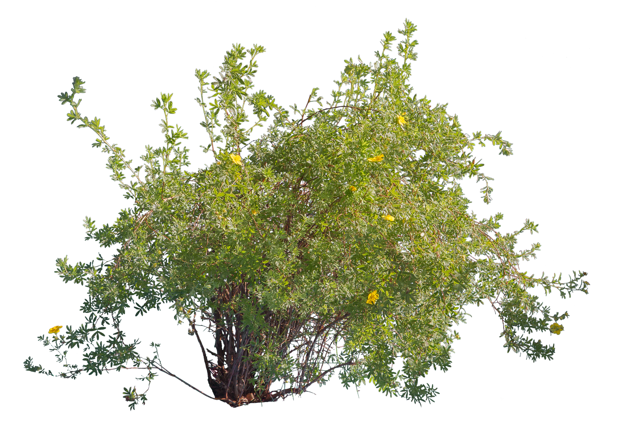 bushes m 031 — Скачать