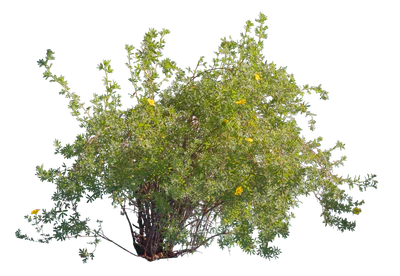 bushes m 031 — Скачать