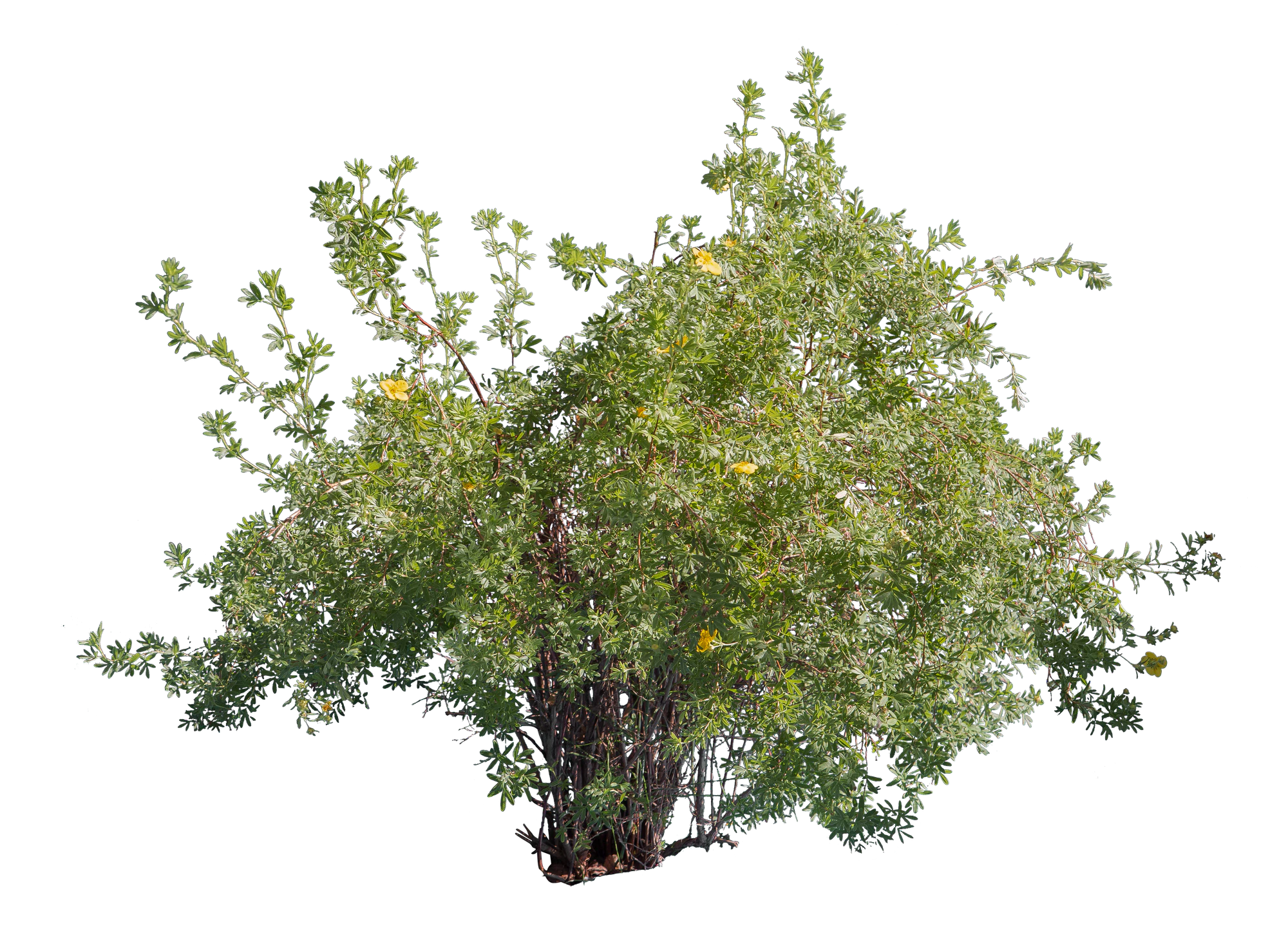 bushes m 032 — Скачать
