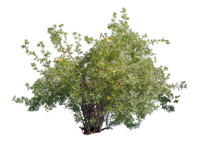 bushes m 032 — Скачать