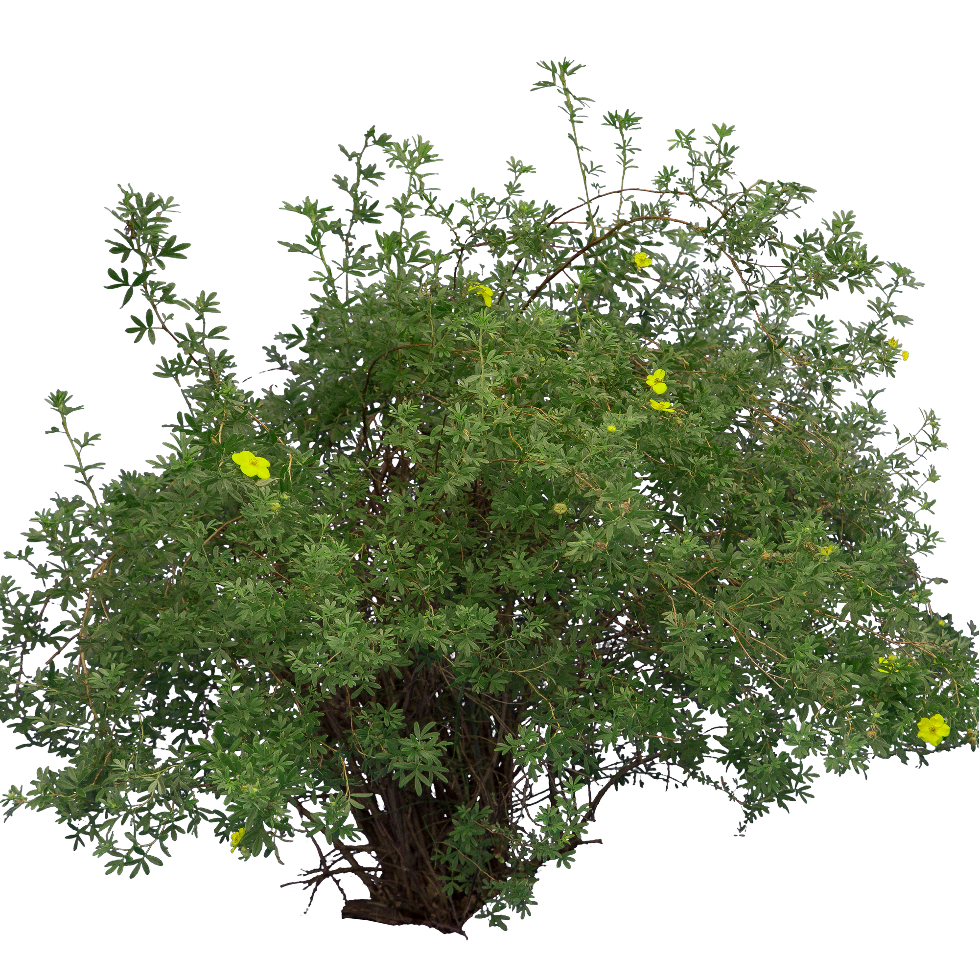 bushes m 033 — Скачать