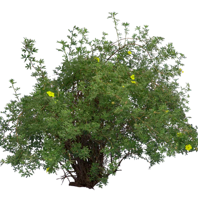 bushes m 033 — Скачать