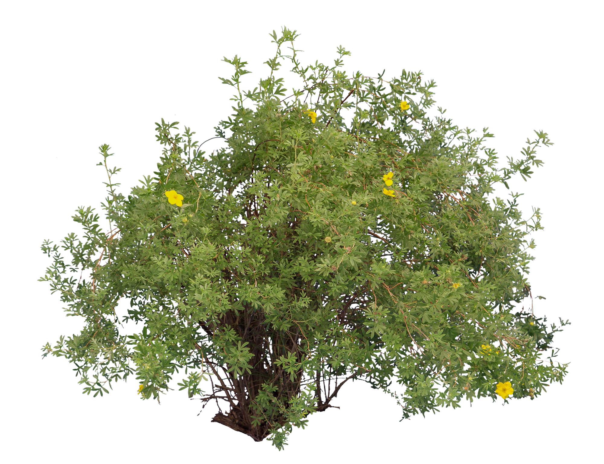 bushes m 034 — Descargar
