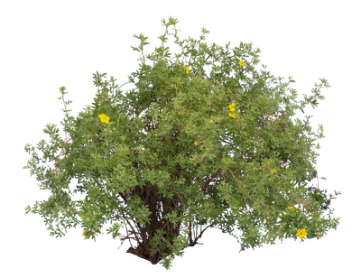 bushes m 034 — Descargar