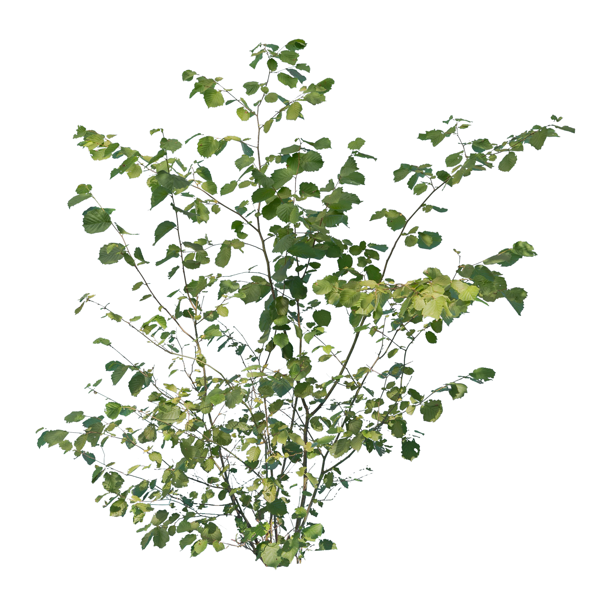 bushes m 035 — Скачать