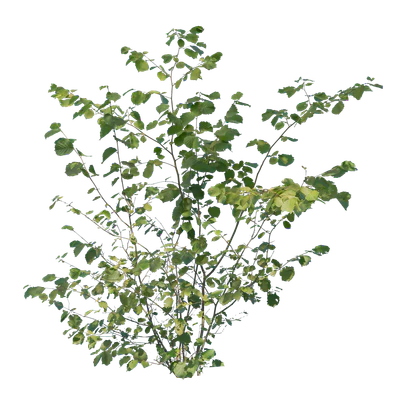 bushes m 035 — Скачать