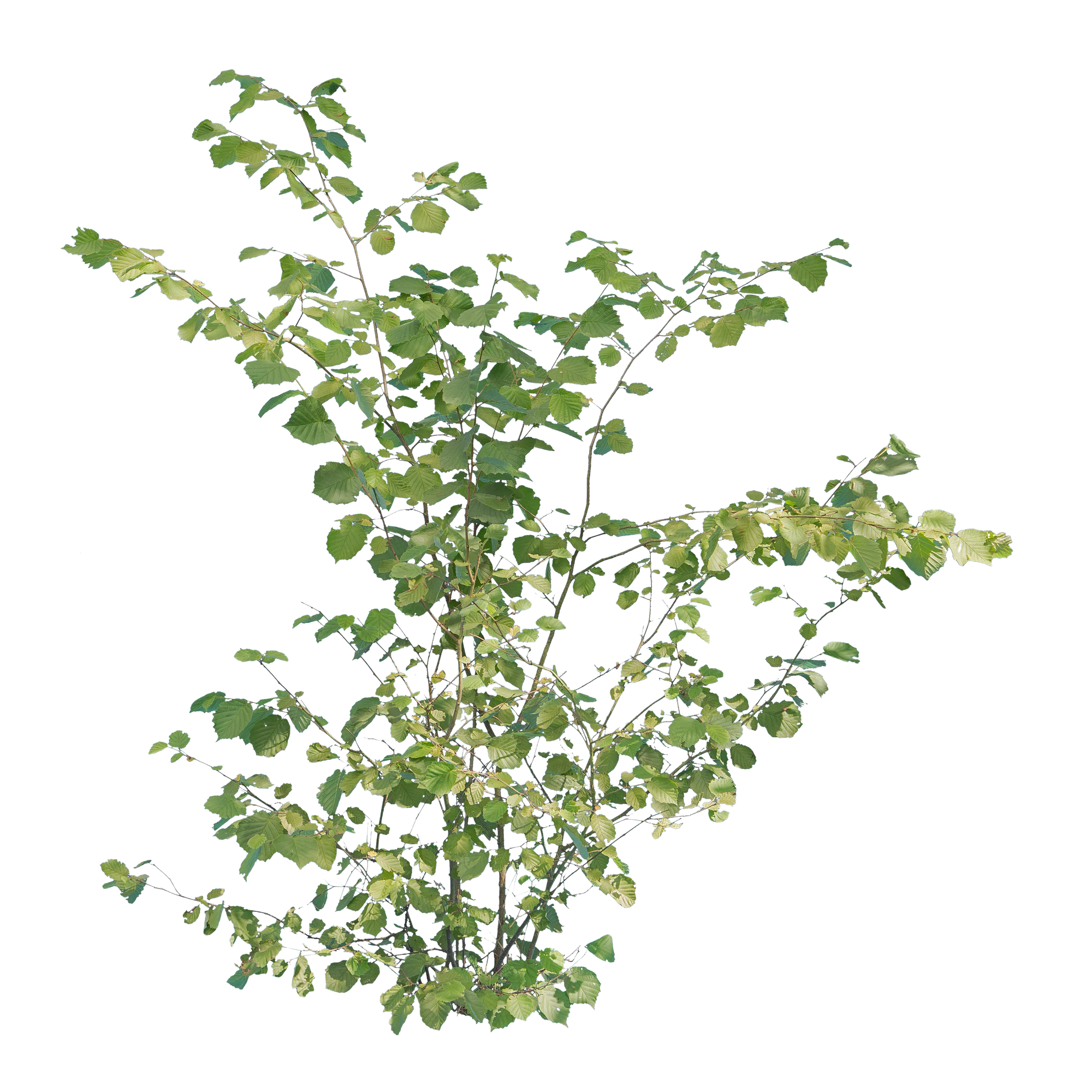 bushes m 036 — Descargar