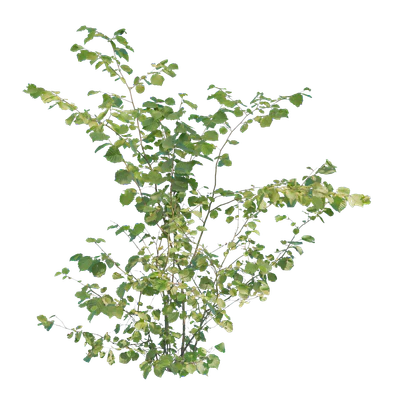 bushes m 036 — Descargar