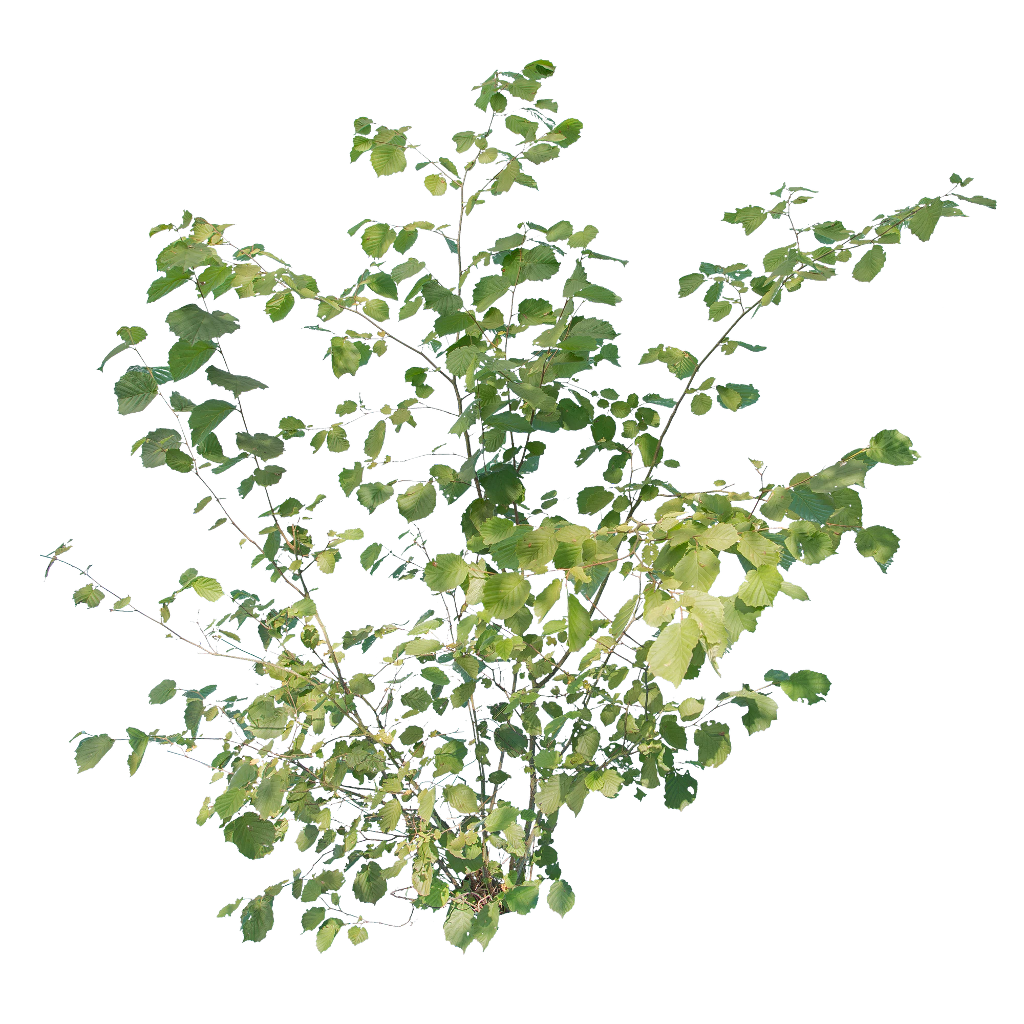 bushes m 037 — Скачать