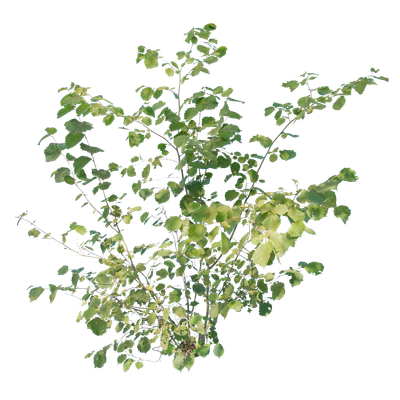 bushes m 037 — Скачать
