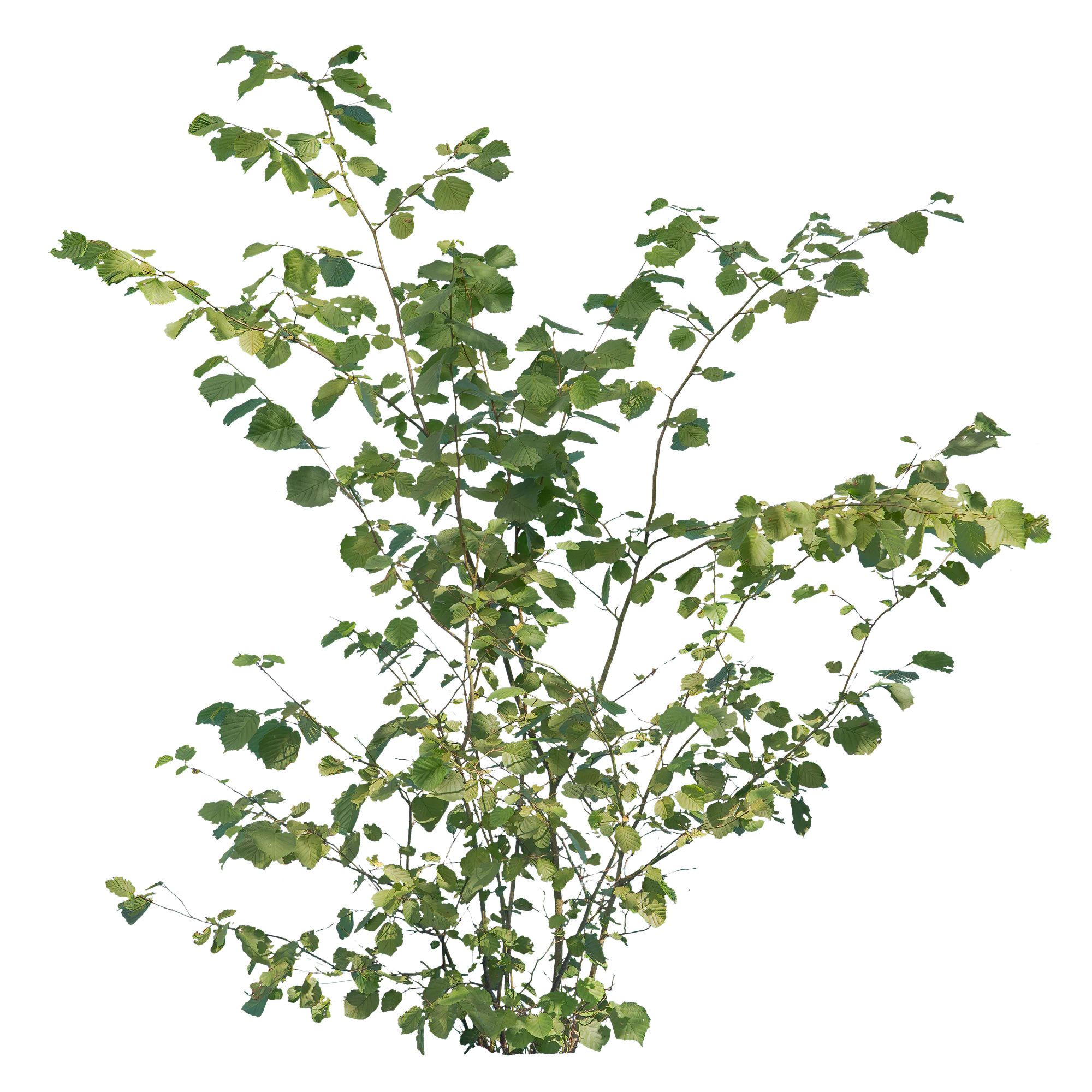 bushes m 038 — Descargar