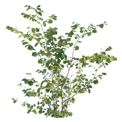 bushes m 038 — Descargar