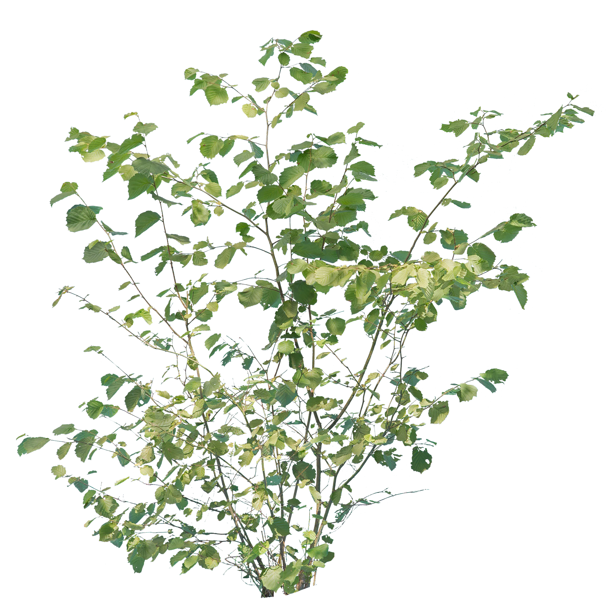 bushes m 039 — Download