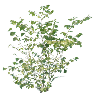 bushes m 039 — Download