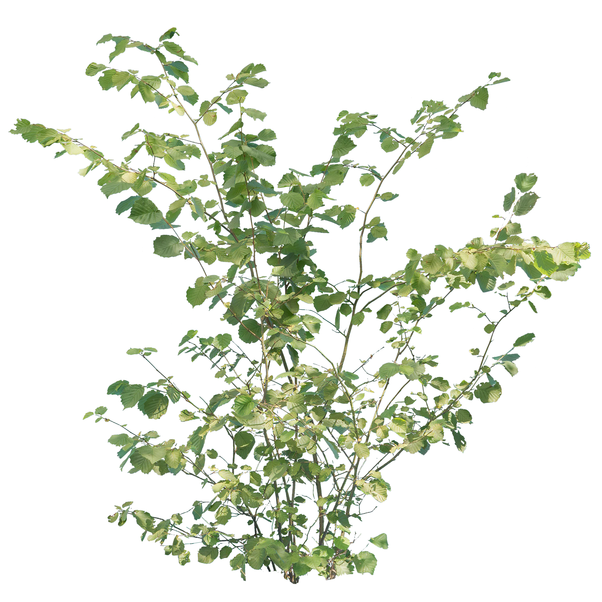 bushes m 040 — Descargar