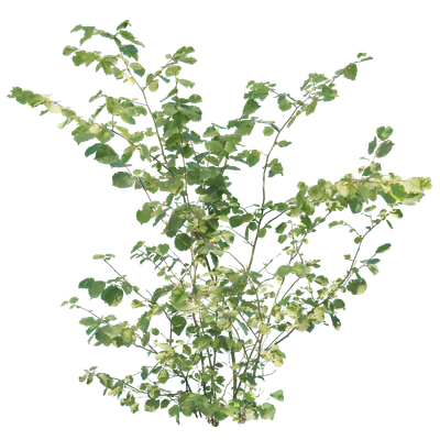 bushes m 040 — Descargar