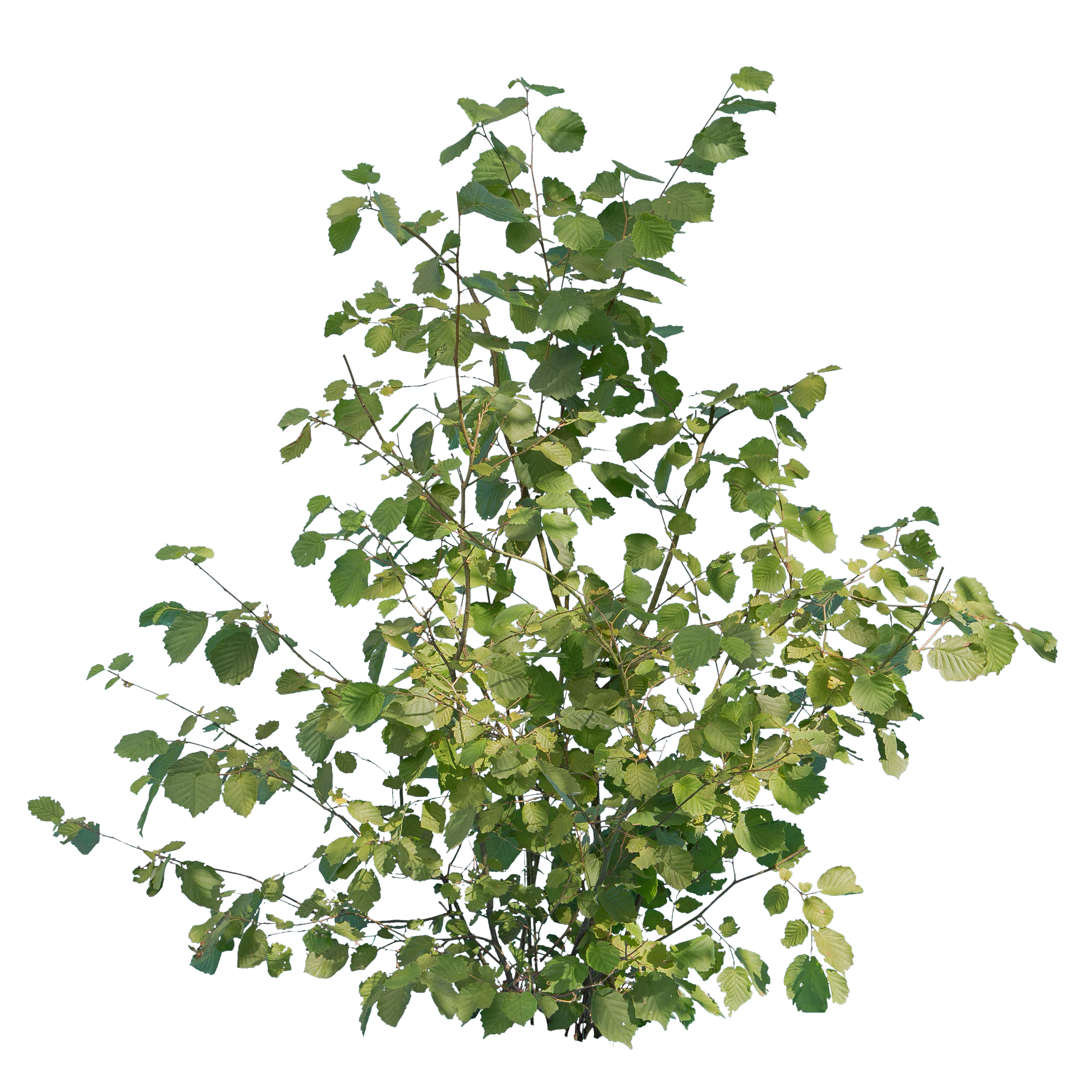 bushes m 041 — Скачать