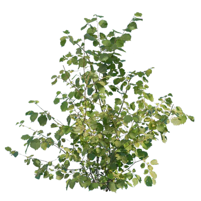 bushes m 041 — Скачать