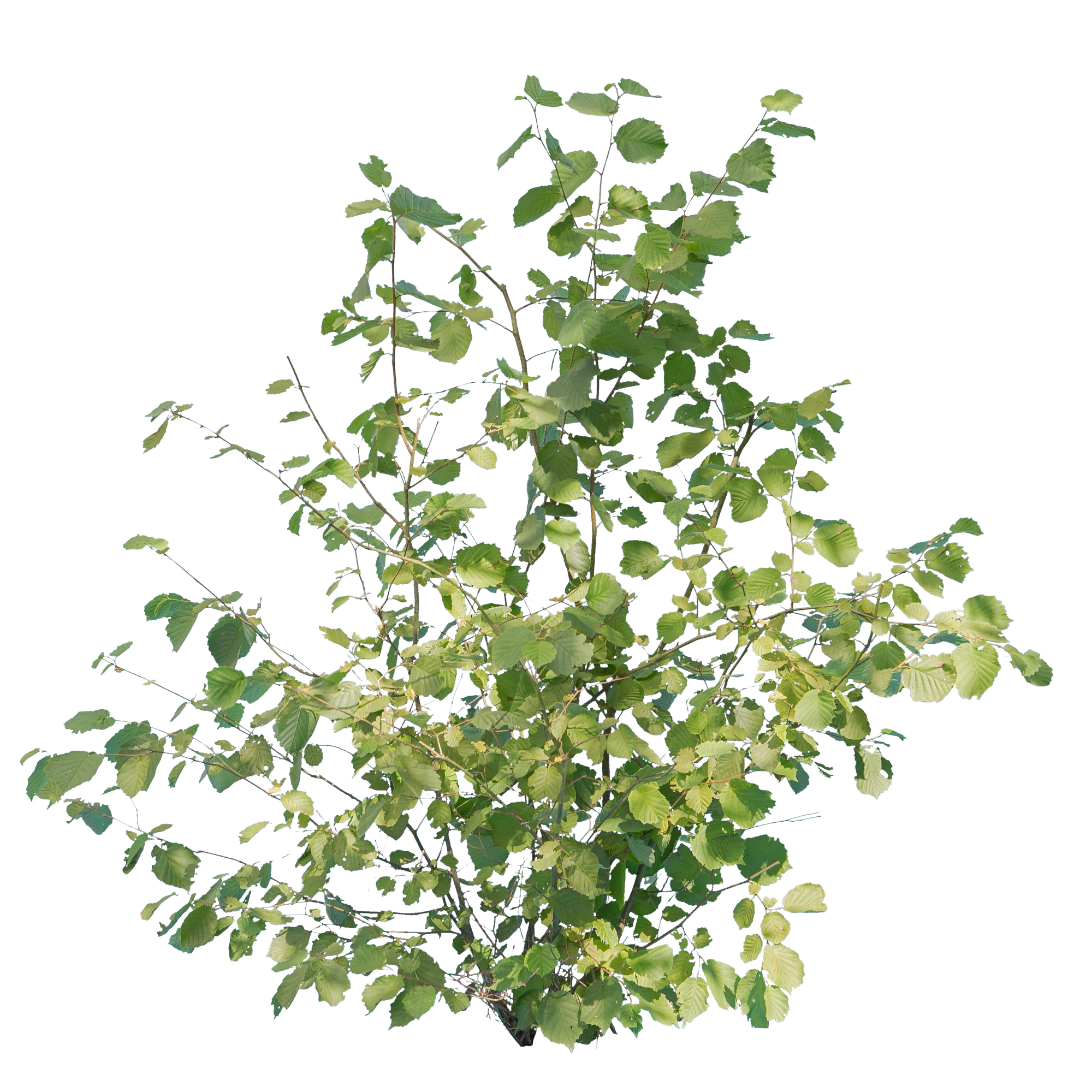 bushes m 042 — Descargar