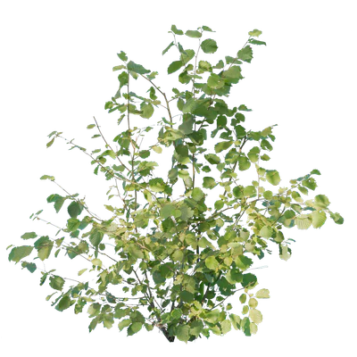 bushes m 042 — Descargar