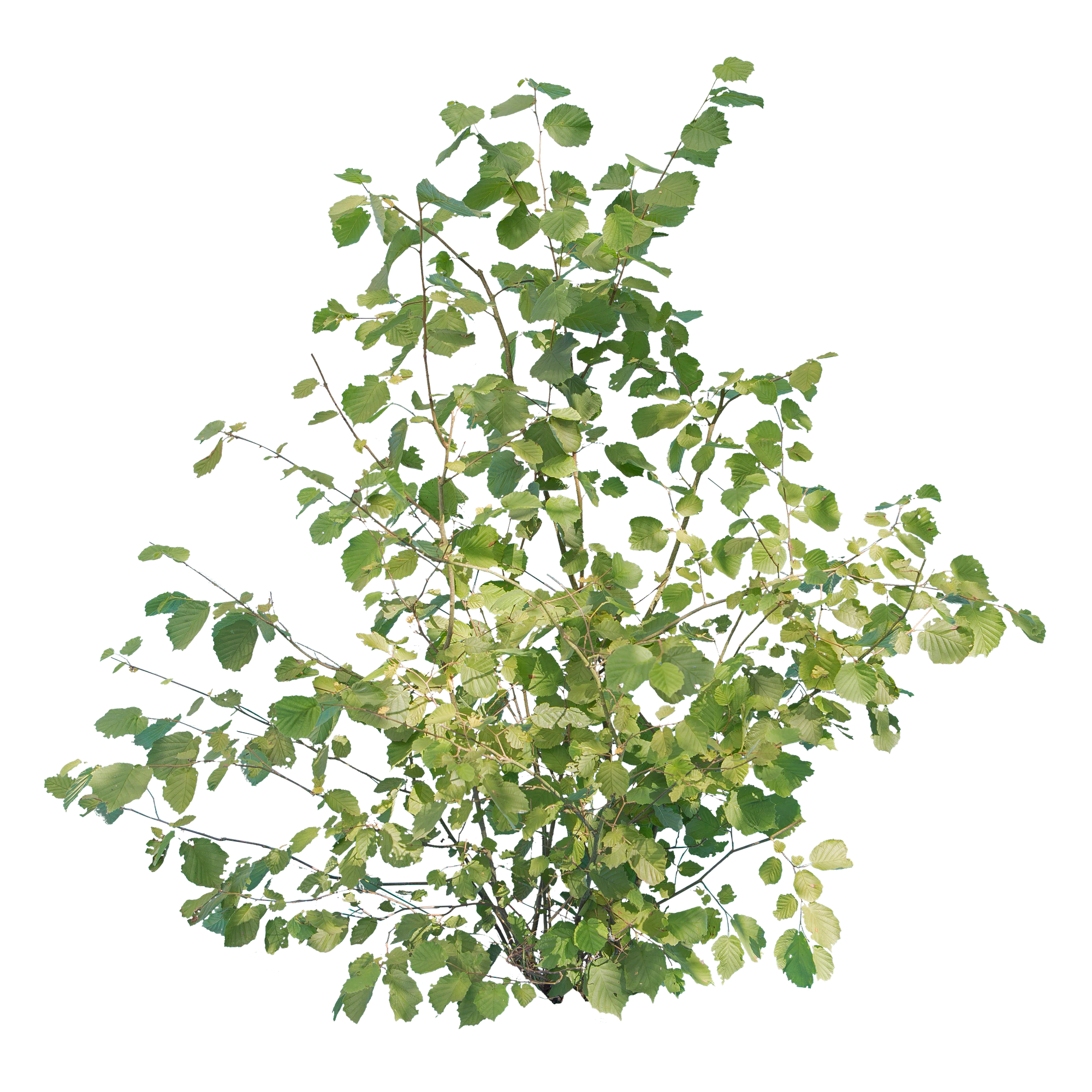 bushes m 043 — Скачать