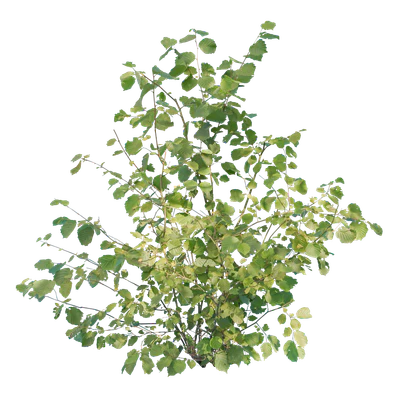 bushes m 043 — Скачать