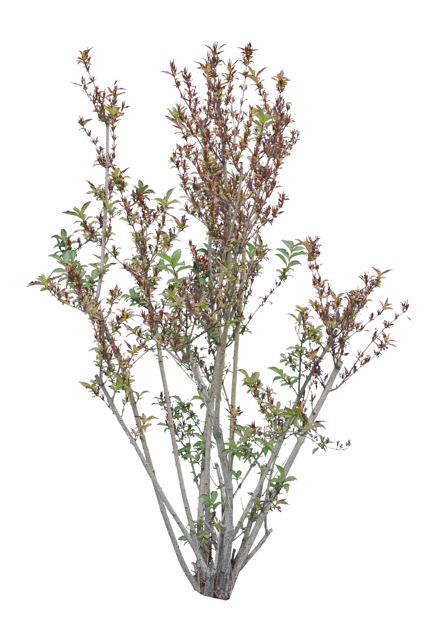 bushes m 044 — Descargar